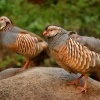 Orebice poustni - Alectoris barbara - Barbary Partridge 1582